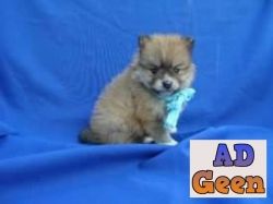 Pomeranian toy breed available 9394723663